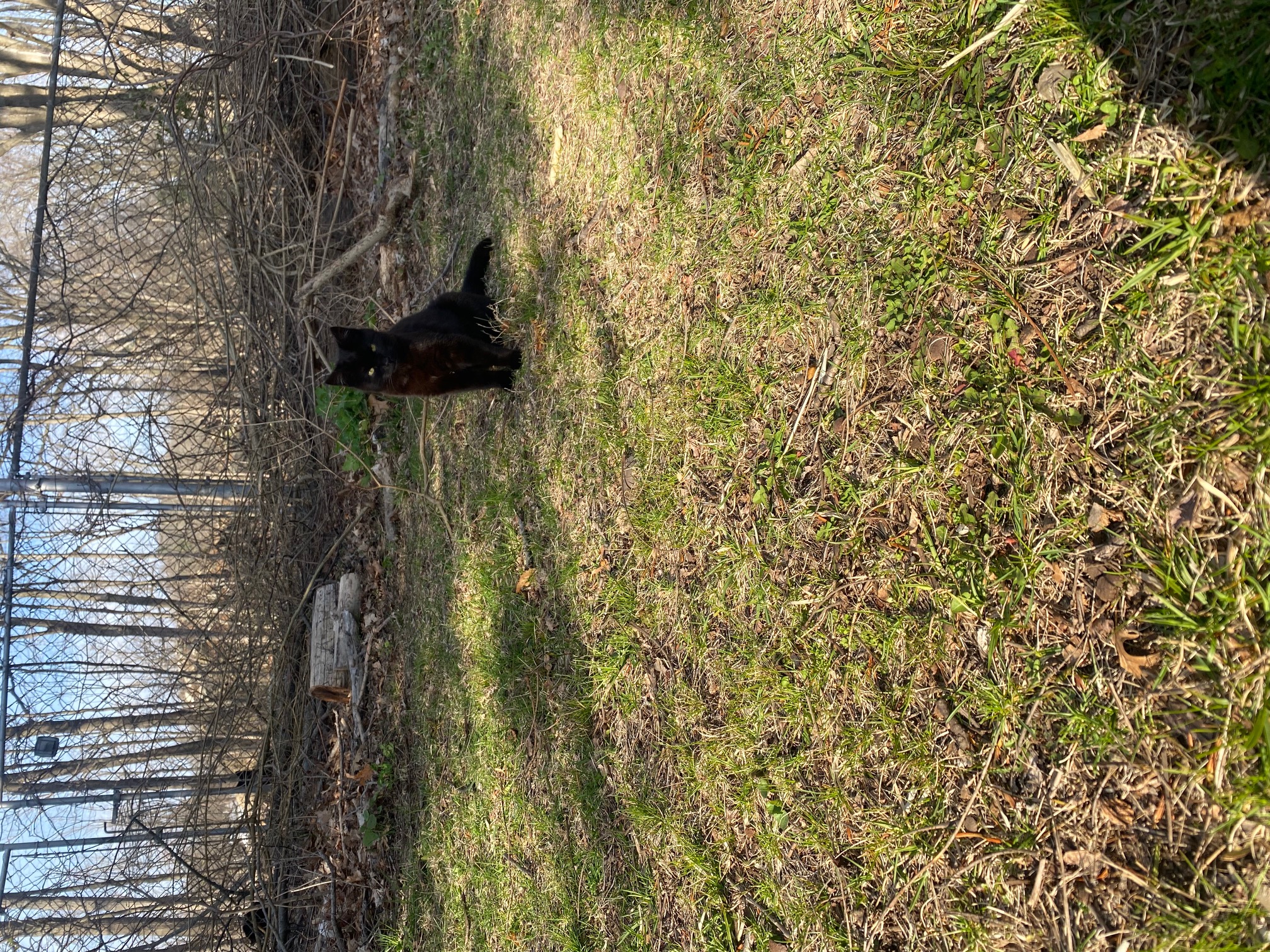 Community cat cared for by Joyful Paws & Happy Tails in Putnam, CT